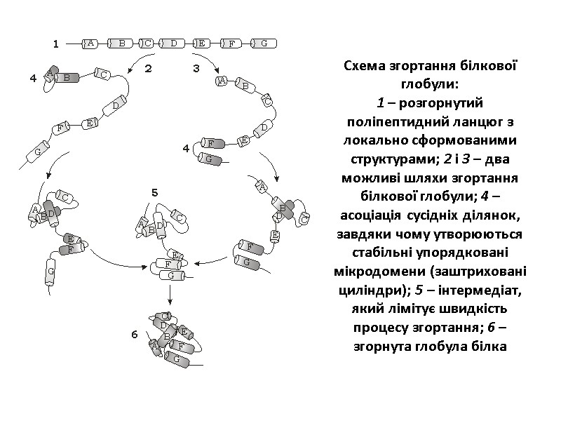 Схема згортання білкової глобули: 1 – розгорнутий поліпептидний ланцюг з локально сформованими структурами; 2